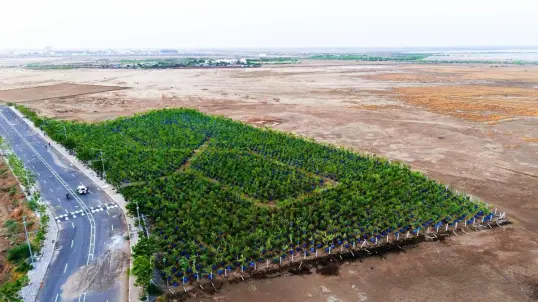 Dholera Turns Saline Land Green: 3,200+ Trees Thrive with Innovative Drum Plantation Technique